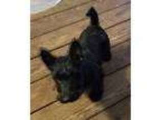 Scottish Terrier Puppy for sale in Indian Trail, NC, USA