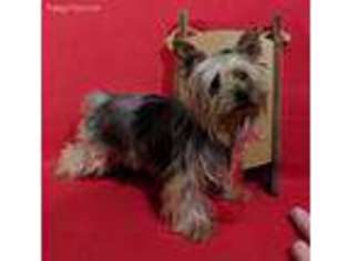 Yorkshire Terrier Puppy for sale in Belle Center, OH, USA