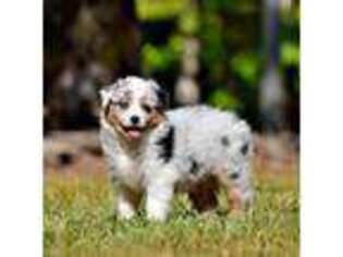 Australian Shepherd Puppy for sale in Clinton, AR, USA