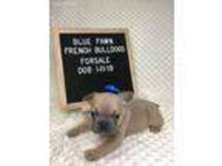 French Bulldog Puppy for sale in Granger, IN, USA
