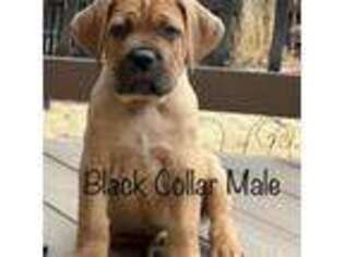 Cane Corso Puppy for sale in Milliken, CO, USA