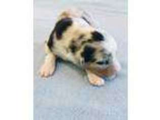 Miniature Australian Shepherd Puppy for sale in Victor, ID, USA