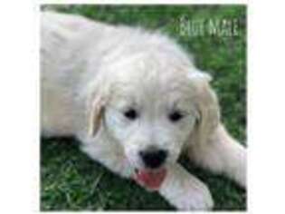 Mutt Puppy for sale in Rowland Heights, CA, USA
