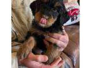 Mutt Puppy for sale in Mountain Center, CA, USA