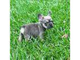 French Bulldog Puppy for sale in Union, MS, USA