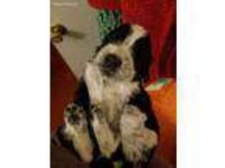 English Springer Spaniel Puppy for sale in Locust Grove, VA, USA