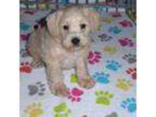 Schnoodle (Standard) Puppy for sale in Tucson, AZ, USA