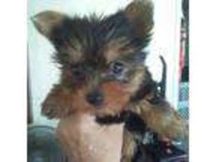 Yorkshire Terrier Puppy for sale in Oil City, PA, USA