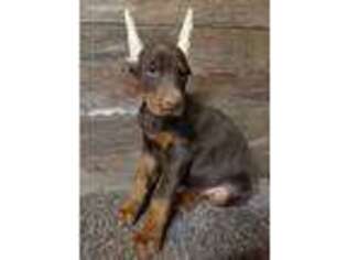 Doberman Pinscher Puppy for sale in Akron, IA, USA