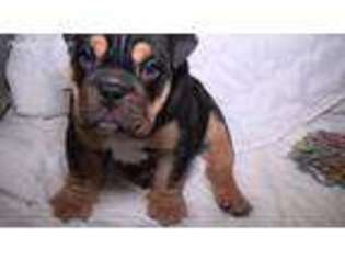 Bulldog Puppy for sale in Cape May, NJ, USA