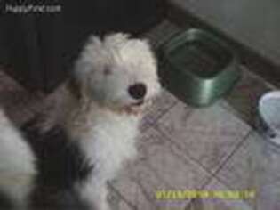 Old English Sheepdog Puppy for sale in White Hall, MD, USA