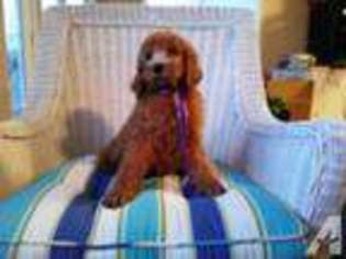 Mutt Puppy for sale in MONTGOMERY, AL, USA