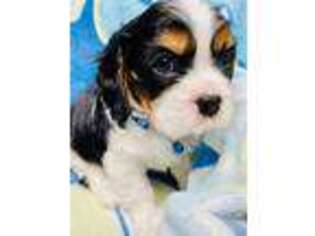 Cavalier King Charles Spaniel Puppy for sale in Manalapan, NJ, USA