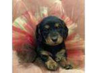 Dachshund Puppy for sale in New London, OH, USA