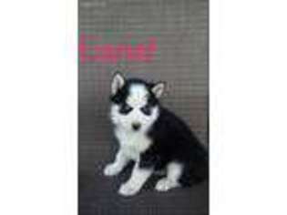 Siberian Husky Puppy for sale in Dundee, OH, USA