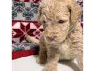 Mutt Puppy for sale in Mansfield, TX, USA