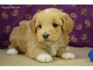 Poovanese Puppy for sale in Springfield, MO, USA