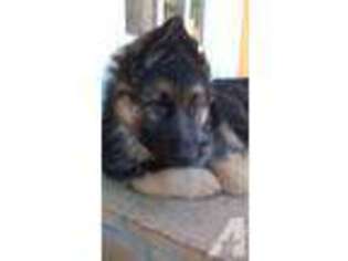 German Shepherd Dog Puppy for sale in FREMONT, CA, USA