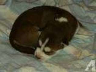 Siberian Husky Puppy for sale in HUDSONVILLE, MI, USA