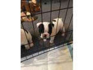 French Bulldog Puppy for sale in Clyde, TX, USA
