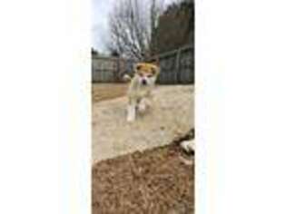 Akita Puppy for sale in Stockbridge, GA, USA