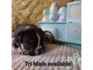 French Bulldog Puppy for sale in Star, ID, USA