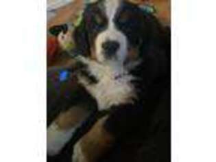 Bernese Mountain Dog Puppy for sale in Coatesville, PA, USA