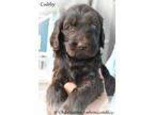 Labradoodle Puppy for sale in BLOOMINGDALE, GA, USA