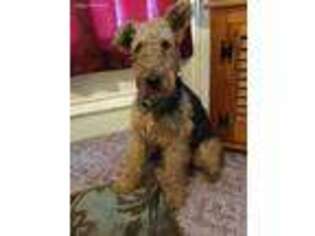 Airedale Terrier Puppy for sale in Mount Vision, NY, USA