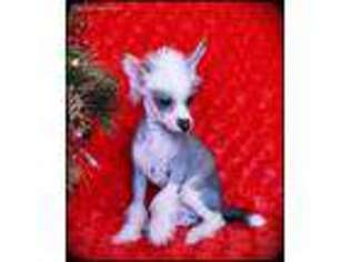 Chinese Crested Puppy for sale in Taylor, AR, USA