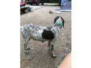 German Shorthaired Pointer Puppy for sale in West Liberty, KY, USA