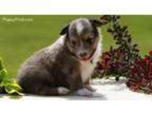 Shetland Sheepdog Puppy for sale in Silver Lake, IN, USA