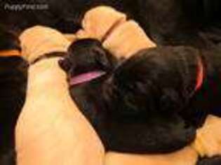 Labrador Retriever Puppy for sale in Nevada City, CA, USA