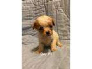 Cavapoo Puppy for sale in Tennessee, IL, USA