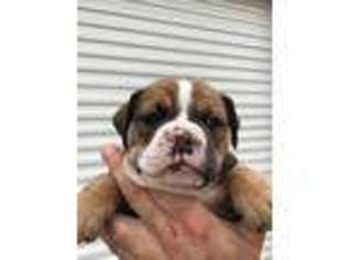 Olde English Bulldogge Puppy for sale in Sealy, TX, USA