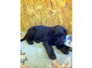 Labradoodle Puppy for sale in WASHINGTON, DC, USA