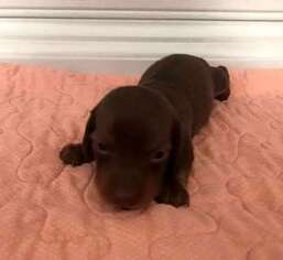Dachshund Puppy for sale in INDEPENDENCE, MO, USA