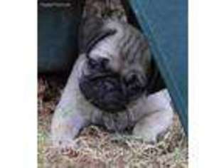 Pug Puppy for sale in Portland, OR, USA