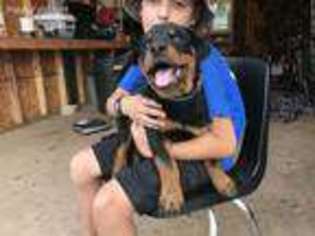 Rottweiler Puppy for sale in Mount Crawford, VA, USA