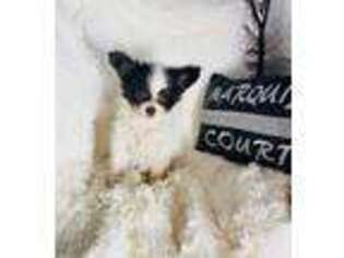 Papillon Puppy for sale in Purvis, MS, USA