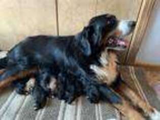 Mutt Puppy for sale in Stanwood, MI, USA