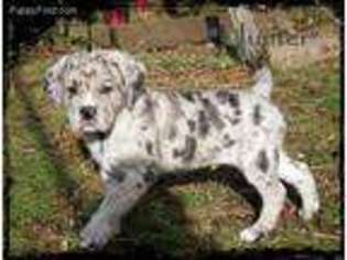 American Bandogge Puppy for sale in Snohomish, WA, USA