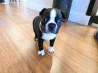 Boston Terrier Puppy for sale in Norwalk, OH, USA