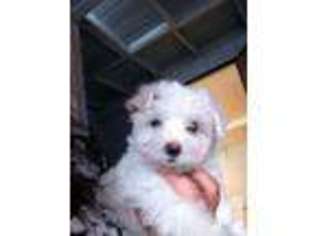 Maltese Puppy for sale in PEARL CITY, HI, USA