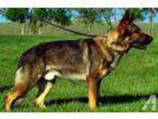 German Shepherd Dog Puppy for sale in CARROLLTON, TX, USA