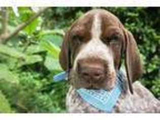 German Shorthaired Pointer Puppy for sale in Orlando, FL, USA