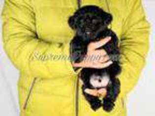 Poovanese Puppy for sale in San Diego, CA, USA
