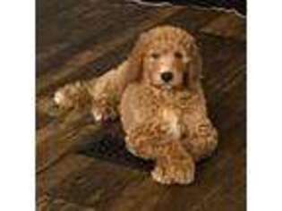 Goldendoodle Puppy for sale in Ivanhoe, NC, USA