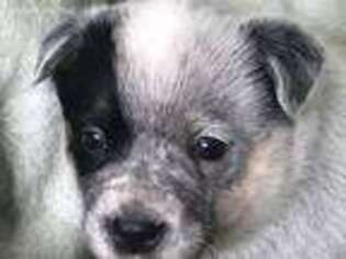 Australian Cattle Dog Puppy for sale in Libby, MT, USA