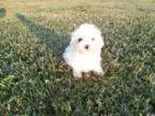 Maltese Puppy for sale in Plymouth, IL, USA